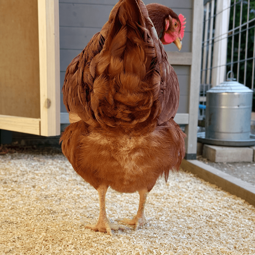 Healthy backyard chicken standing in a clean run