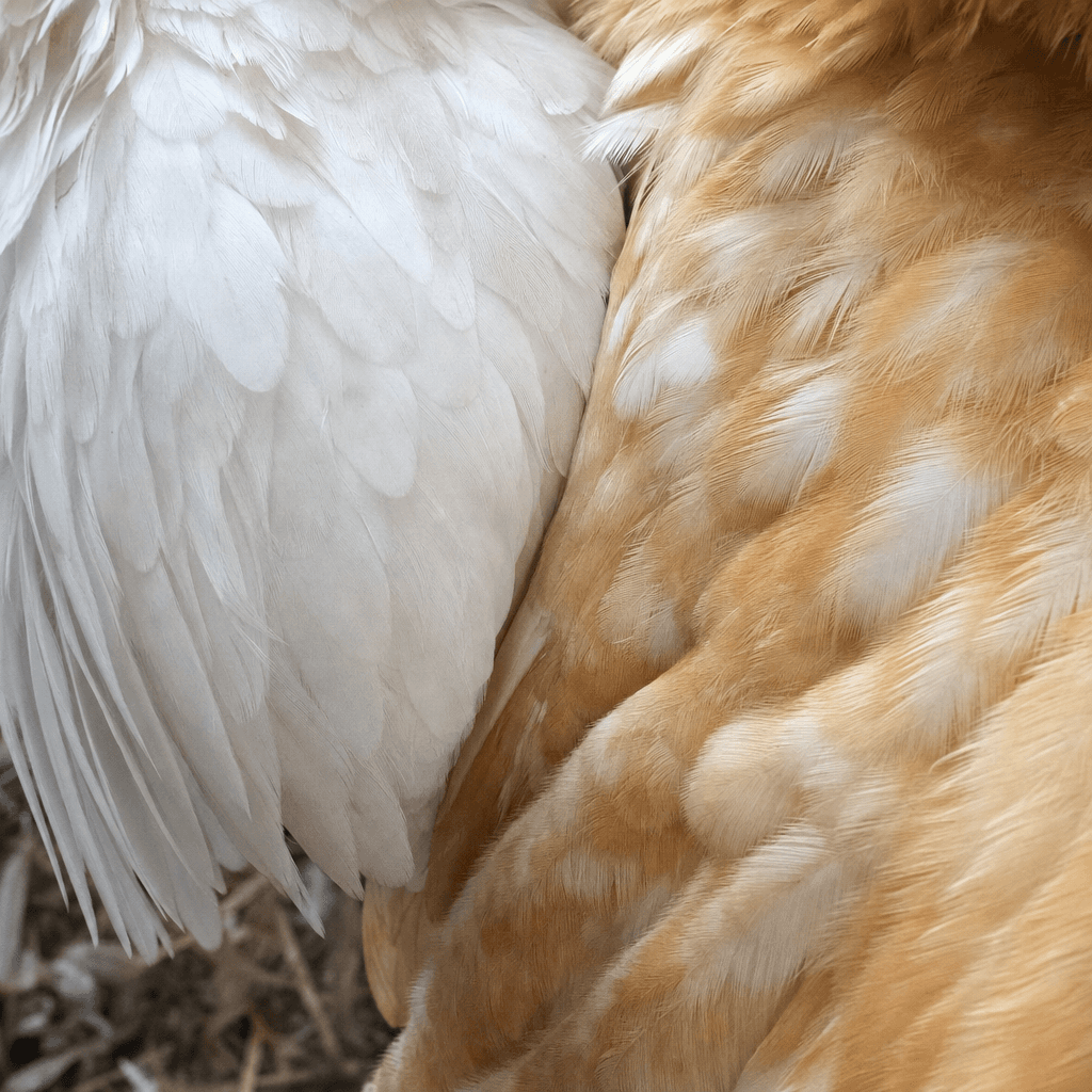 Clean hen feathers and healthier droppings after gut support