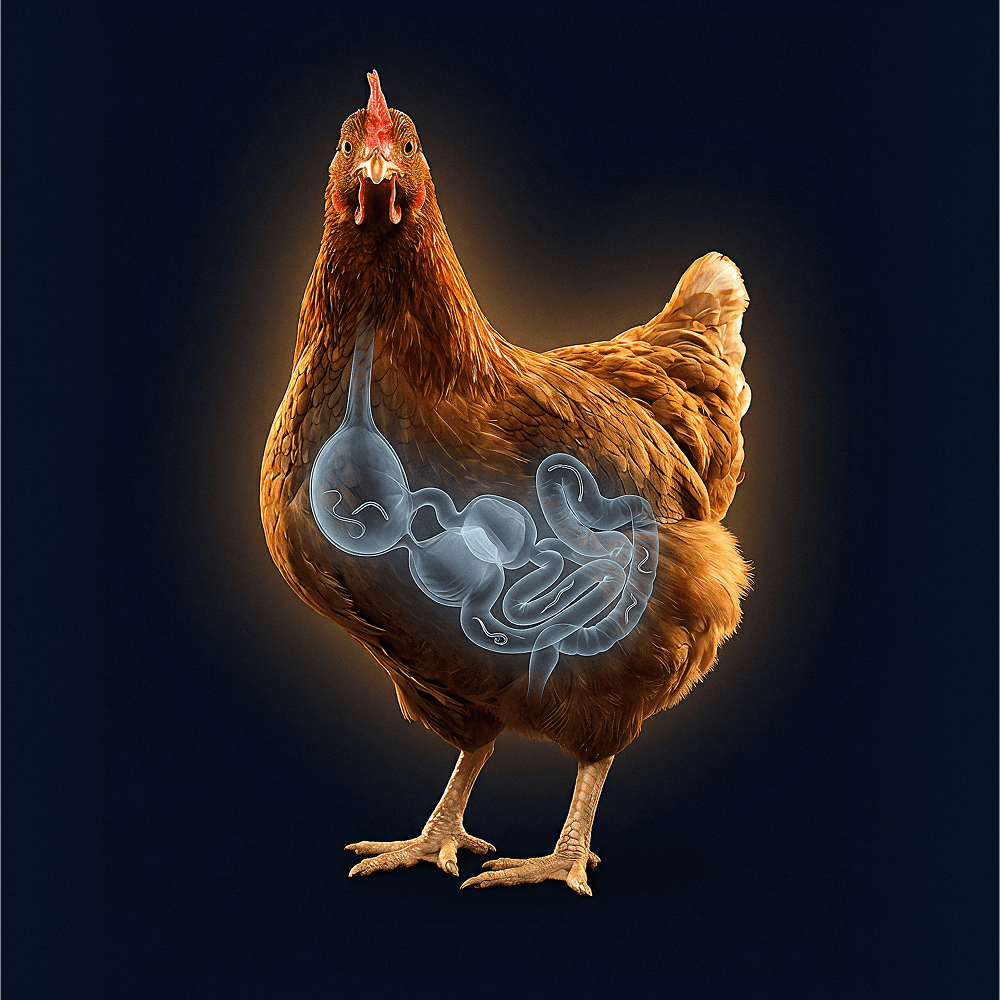 X-ray illustration of a chicken showing gut and digestive system