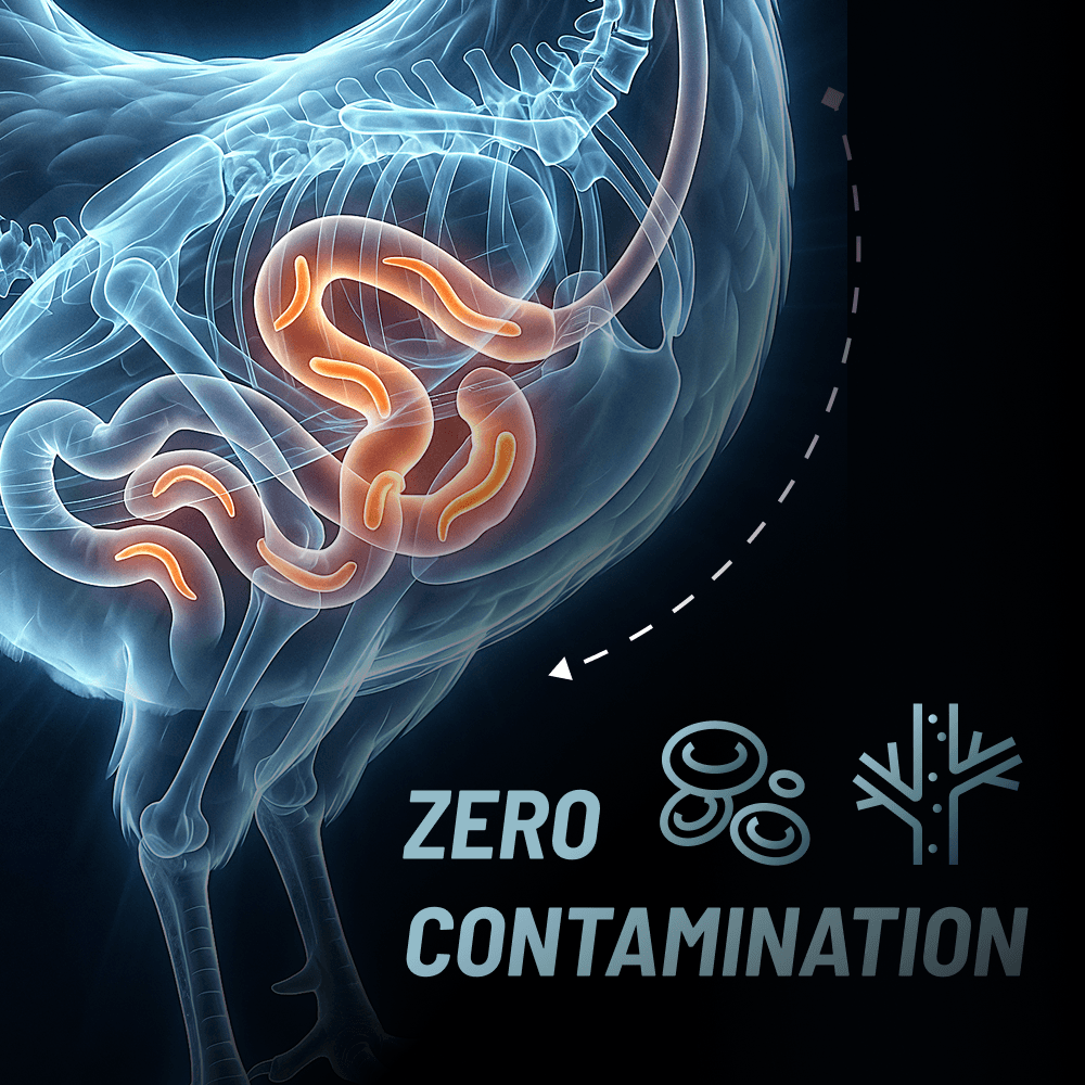 X-ray illustration of a chicken showing parasites in the gut
